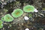 PICTURES/Oregon Coast Road - Cape Perpetua/t_Sea anemone green _8.JPG